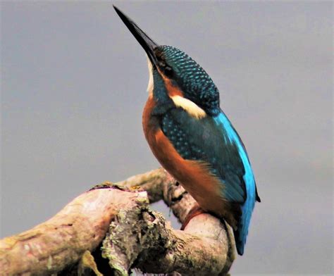 Kingfisher Suffolk Wildlife Trust Lackford Lakes Nature Re Flickr