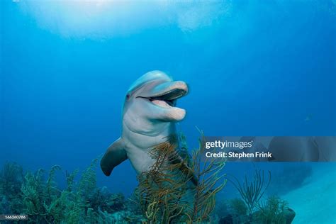 Dolphin Underwater High-Res Stock Photo - Getty Images