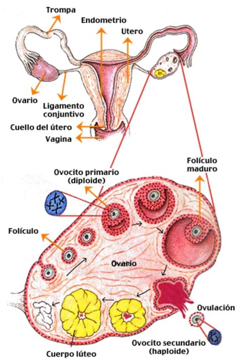 O Sistema Reprodutor Feminino Desempenha As Seguintes Funções Exceto