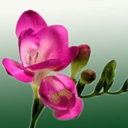 домашние цветы Фрезия травянистые фото, характеристики, описание ...