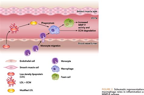 Pdf Matrix Metalloproteinase 9 Many Shades Of Function In Cardiovascular Disease Semantic