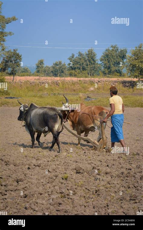 Farmer Ploughing Field Bullocks Hi Res Stock Photography And Images Alamy