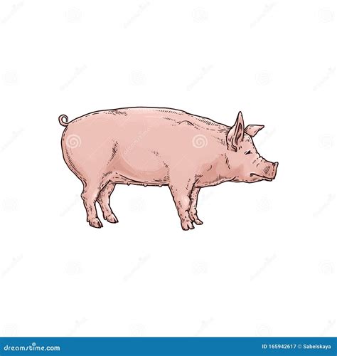 Pig or Piglet a Farm Animal Character, Vector Sketch Illustration Isolated. Stock Vector ...