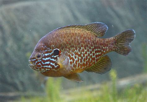 pumpkinseed swims photo  wallpaper cute pumpkinseed swims pictures