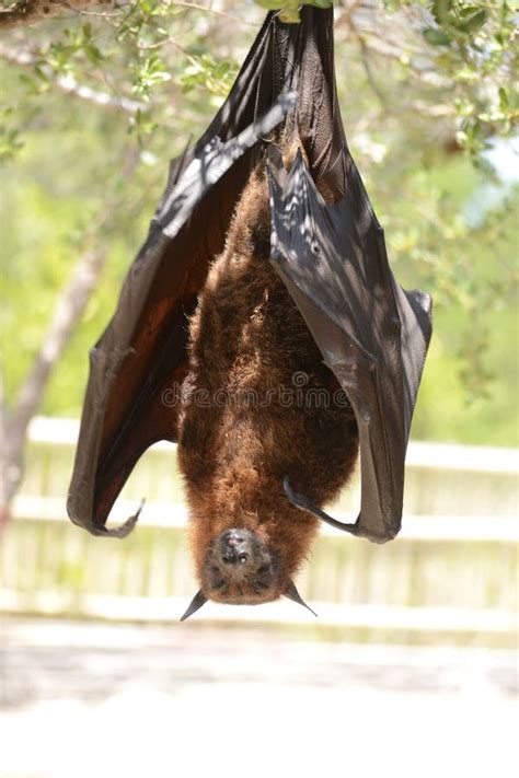 Kalong (Pteropus Vampyrus) are the Largest Bat Species in the World ...