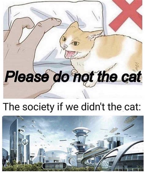 Society If Please Do Not The Cat Know Your Meme