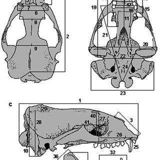 (PDF) Fur seals and sea lions (Otariidae): Identification of species and taxonomic review