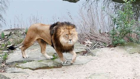 Un Elefante Mata A Un Cazador Furtivo Y Su Cuerpo Es Devorado Por