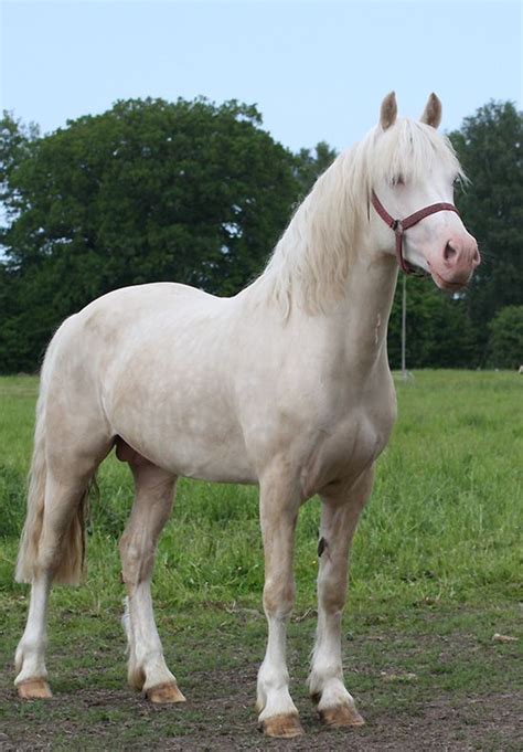 Cremello Welsh Cob Hübsche pferde Appaloosa pferde Pferderassen