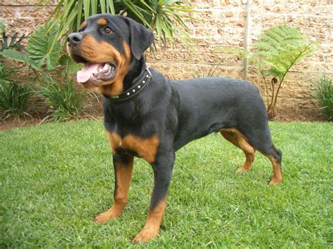 Image Gallery Nombres De Perros Rottweiler