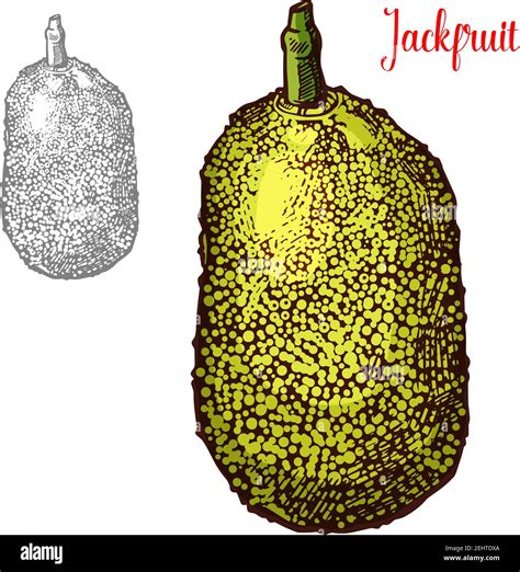 Jackfruit Exotic Fresh Fruit Vector Design Fresh Exotic Fruit