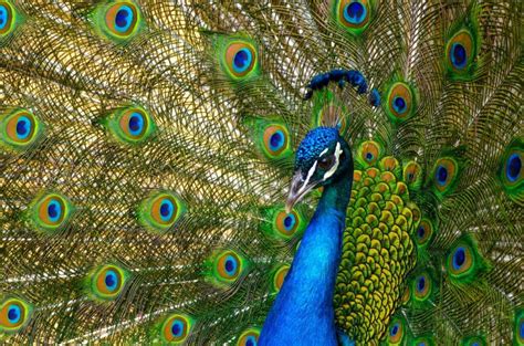 Facts About Peacocks Geography Scout