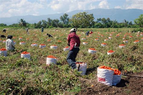 Asbanc Sector Agropecuario Es La Quinta Actividad Con Mayor Producci N