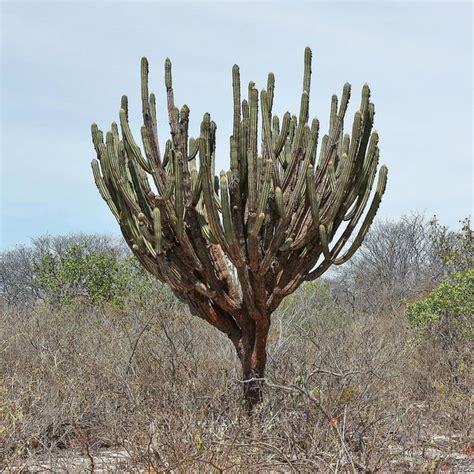 Facheiro Pilosocereus Pachycladus Caatinga Vegeta O Da Caatinga