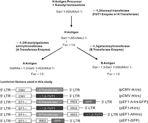 Diagram Of ABH Antigen Biosynthetic Pathway And Lentiviral Vector