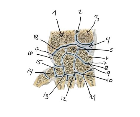 Joints And Bones Of The Right Carpus And Metacarpus Right Side