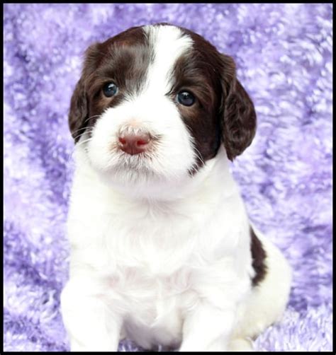 Fancy Chocolate Parti Female Dotty 4wks Pacific Rim Labradoodles