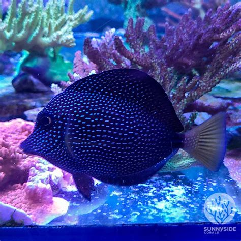 Saltwater Fish For Beginners A Guide To Starting Your Own Aquarium