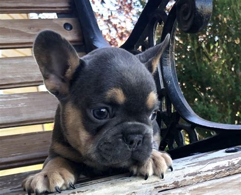 French Bulldog - Frenchie Puppies for Sale in IL | DreamCatcher Hill Puppies and Rescue