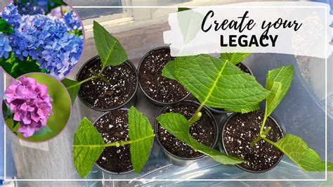 How To Grow Hydrangea From Cuttings Propagating Hydrangeas YouTube