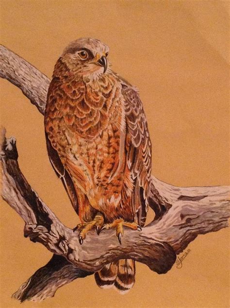 Red Tailed Hawk By Shawn Jones I Especially Loved Doing The Tree