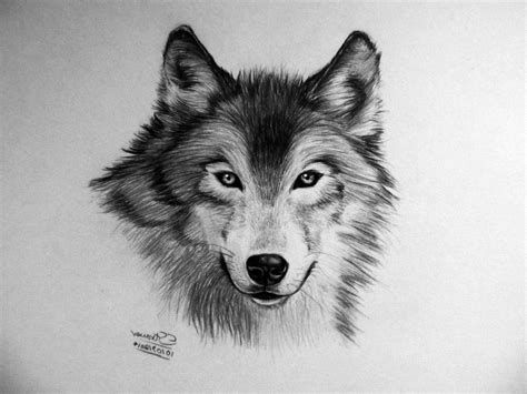 Realistic Wolf Drawing Step By Step at PaintingValley.com | Explore ...