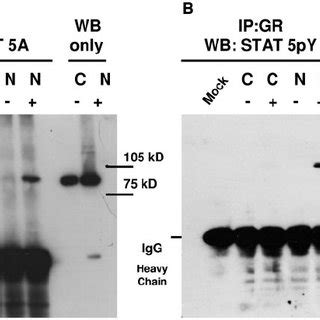 Tyrosine Phosphorylated Stat A Proteins Are Present In The Nuclear