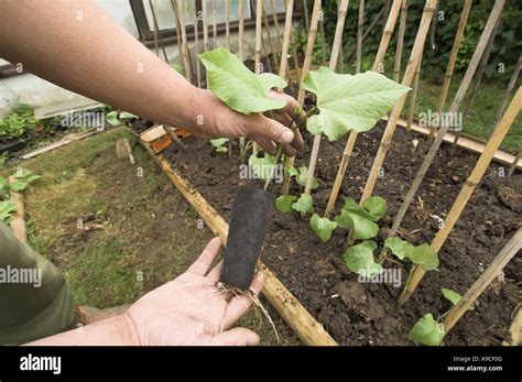 Runner Beans Gardener Planting Out Greenhouse Raised Plants In Small