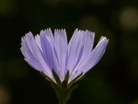 Free Images Nature Blossom Leaf Flower Petal Bloom Herb