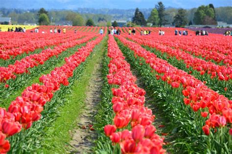 Red Tulips In Skagit Valley Tulip Field Stock Photo Image Of Display