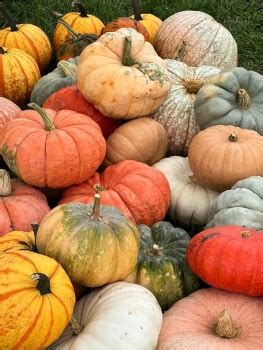 Solve Pumpkins In Catskills Conchecton Ny Jigsaw Puzzle Online With