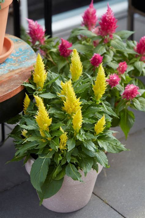 Celosia Kelos® By Beekenkamp Is The Autumn Plant For Beauty And Color