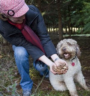 Truffle Dogs - Oregon Truffle Festival