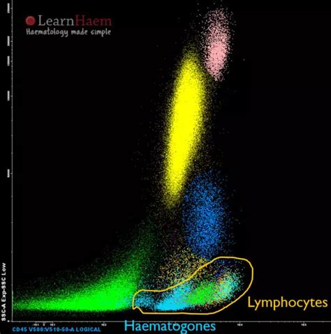 Lymphocyte Gate Learnhaem Haematology Made Simple