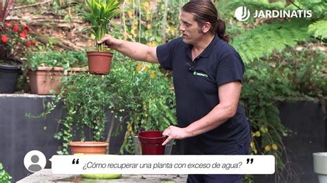 Cómo recuperar una PLANTA con EXCESO de AGUA Jardinatis YouTube