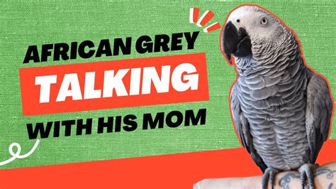 This Parrot Loves Talking With His Mom Gizmo The Grey Bird Youtube