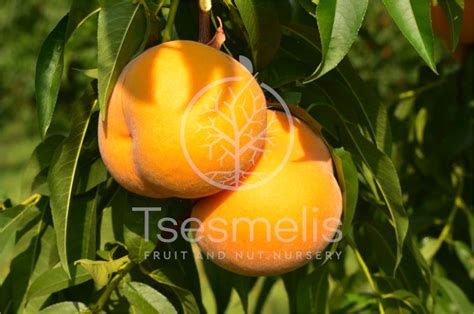 Mirel Clingstone Peach Variety - Tsesmelis Fruit & Nut Nursery - Greece