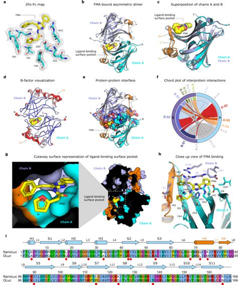 Illuminating The Mechanism And Allosteric Behavior Of Nanoluc