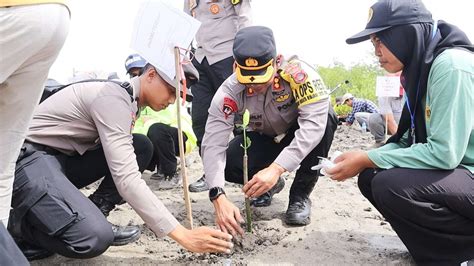 RRI Co Id Penanaman Pohon Mangrove Di KEK Mandalika Kembali Dilakukan