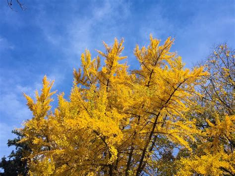 Ginkgo Biloba Tree with Yellow Leaves at Fall Season Stock Photo ...