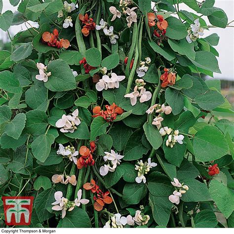 Runner Bean Summer Flowered Mixed Seeds Thompson Morgan