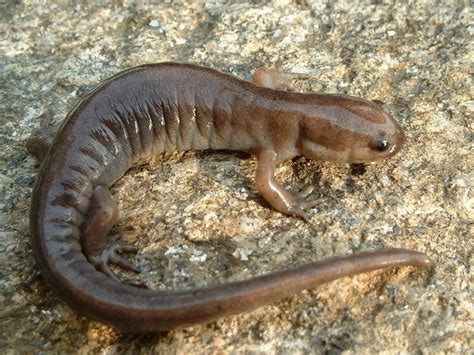 Jefferson Salamander Facts And Pictures