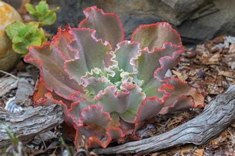 Ruffled Echeveria Curvaceous Succulents Plant In Green With Rough