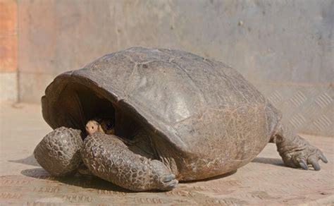 Fernandina Giant Tortoise Last Seen In Galapagos Giant Tortoise