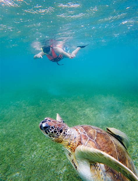 Snorkeling with Sea Turtles! » Travel Photography Blog