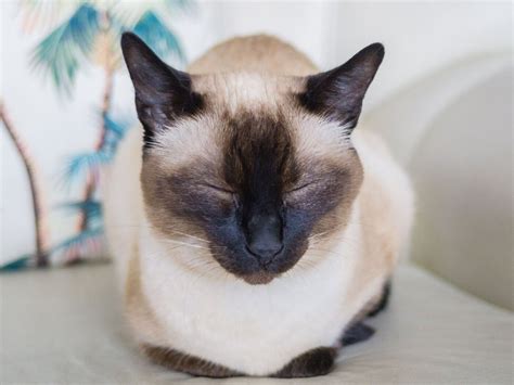 13 Things About Blue Point Siamese You Should Know I Discerning Cat