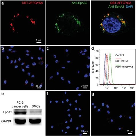 A CLSM Images Of An Individual PC3 Cancer Cell Incubated With