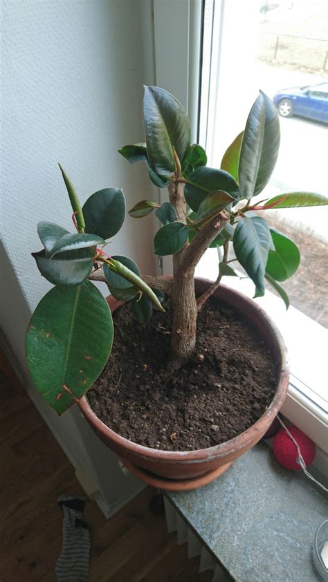 identification - What is this plant with a thick woody stem and waxy ...