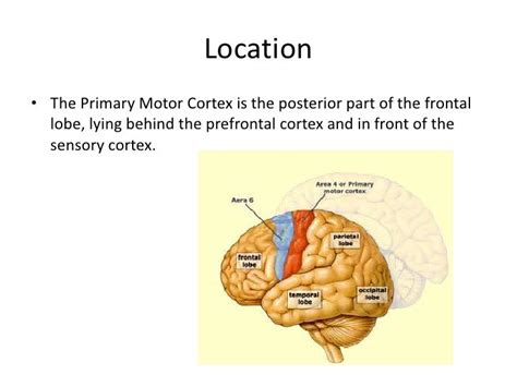 The motor cortex