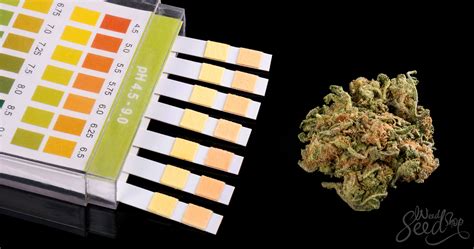 Drug Test New Jersey Weed At Shawna Cupp Blog